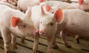 广东滑雪装备消费增速全国第一滑雪需要哪些装备?板市场前景及出口数据分析(图3)