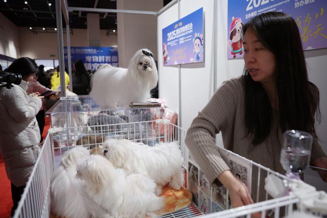 国际宠物博览会开幕全球萌宠在北京平谷大比拼(图1)