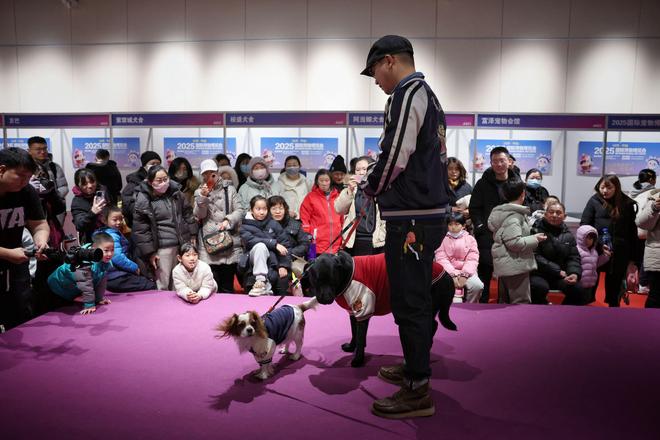 国际宠物博览会开幕全球萌宠在北京平谷大比拼(图2)