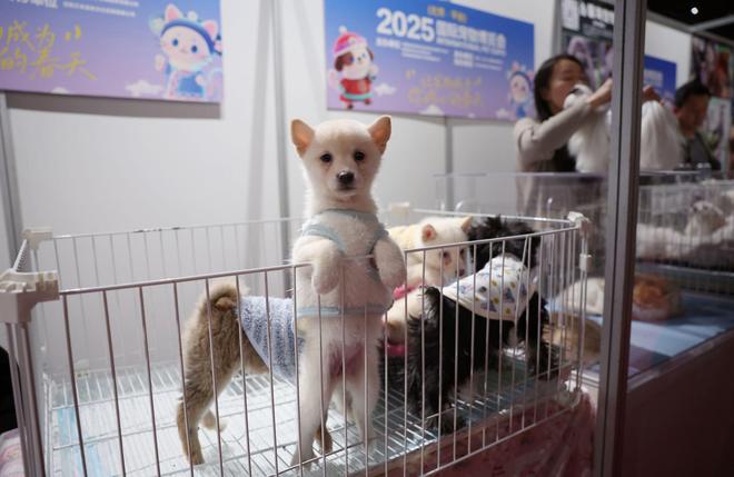 国际宠物博览会开幕全球萌宠在北京平谷大比拼(图4)
